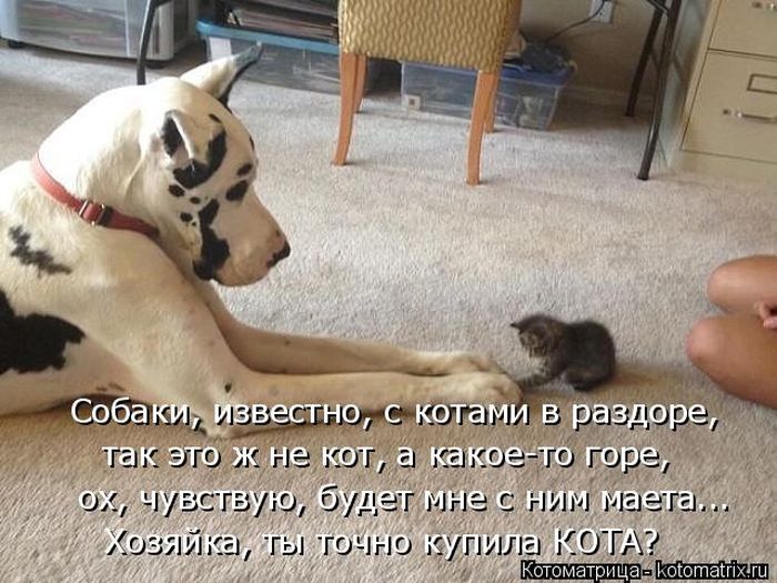 Лучшие котоматрицы недели (50 фото)