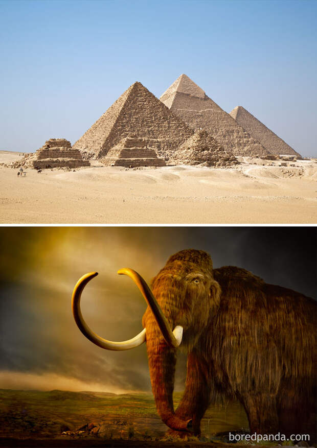 Woolly Mammoths Were Still Alive While Egyptians Were Building The Pyramids (2660 BCE)
