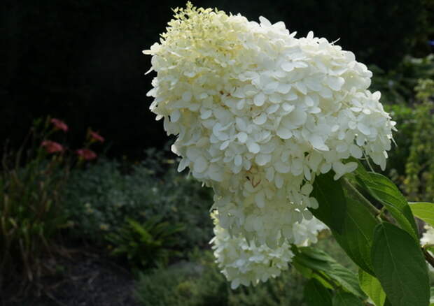 Гортензия (Hydrangea)