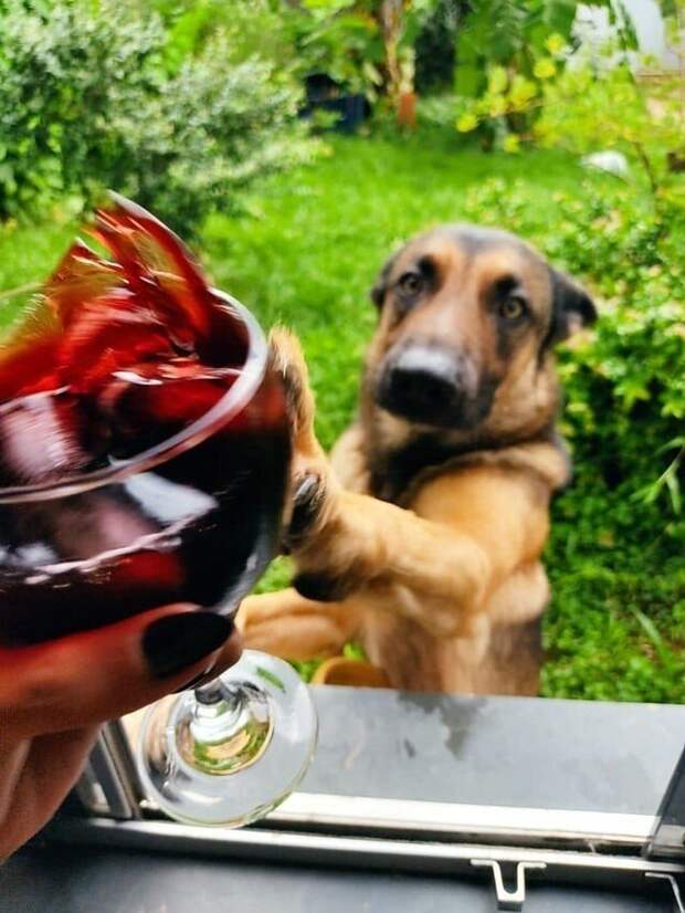 Хотели сделать романтический снимок с бокалом вина, но у нашего пса были другие планы
