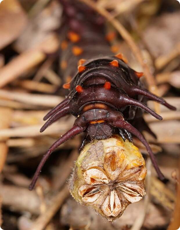 Гусеница Battus philenor