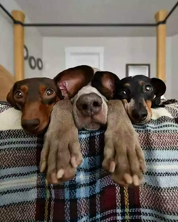 Разбросали уши по ветру. Разбросали уши по ветру.