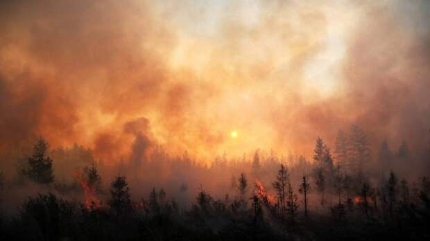 Почему не тушат лесные пожары в Сибири