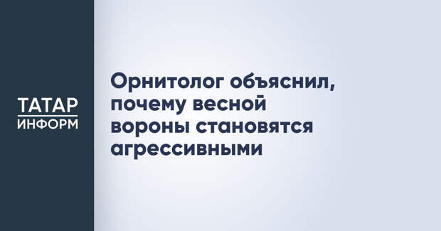 Орнитолог объяснил, почему весной вороны становятся агрессивными