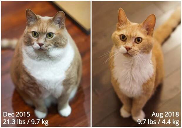 изменения кота