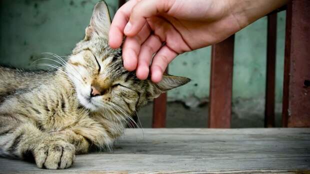 Кошкам не нравится поглаживание животные, коты, котята, кошки, люди, наука
