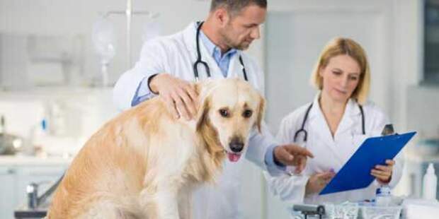 Повышенный гемоглобин у собак: причины, симптомы, лечение, диета