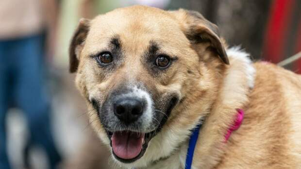 Полезный лекторий открылся на мероприятии «Моспитомец х Четвероногий друг»