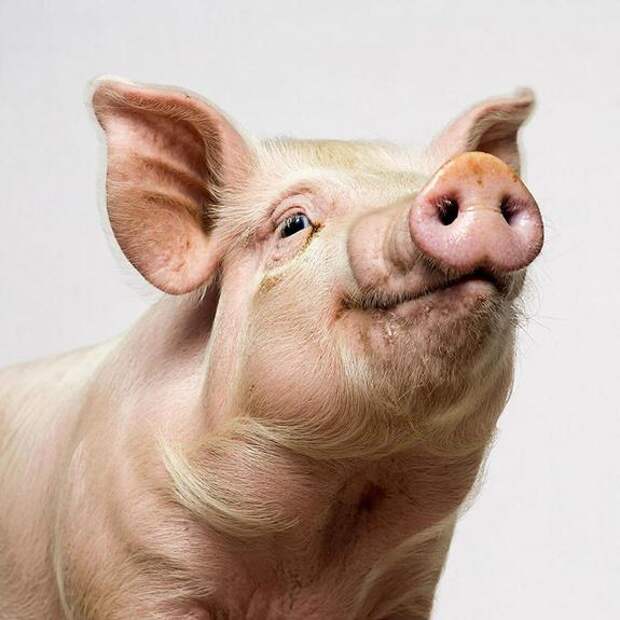 Органы от доноров-свиней будут пересаживать россиянам по ОМС