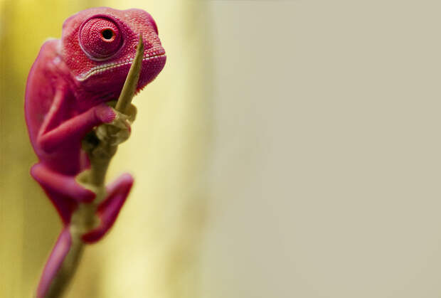 hameleon