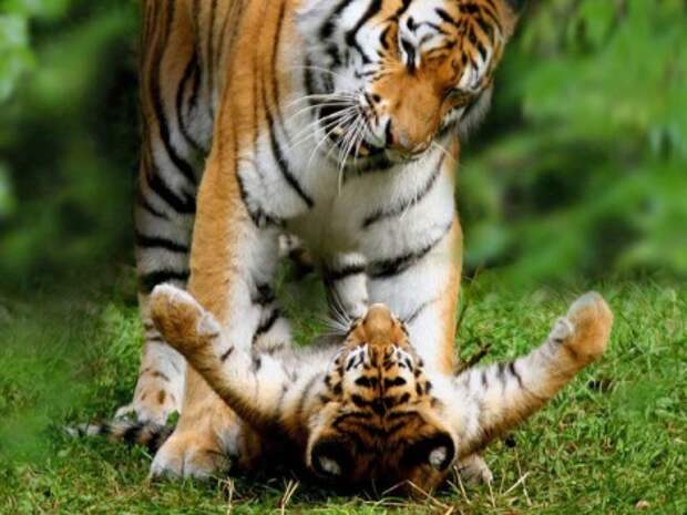 Животный мир: мамы и их малыши - фотографии - тигры