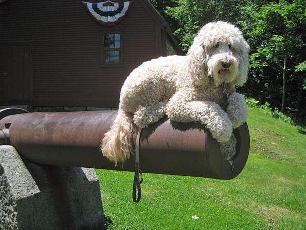 Мастер баланса