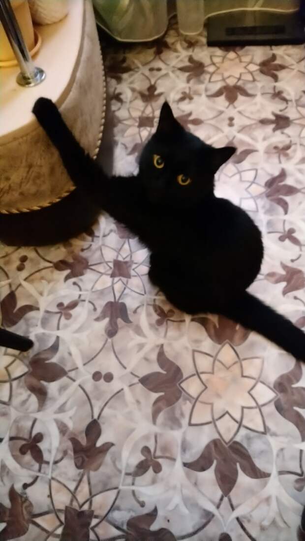 помощь котенку кот в доме