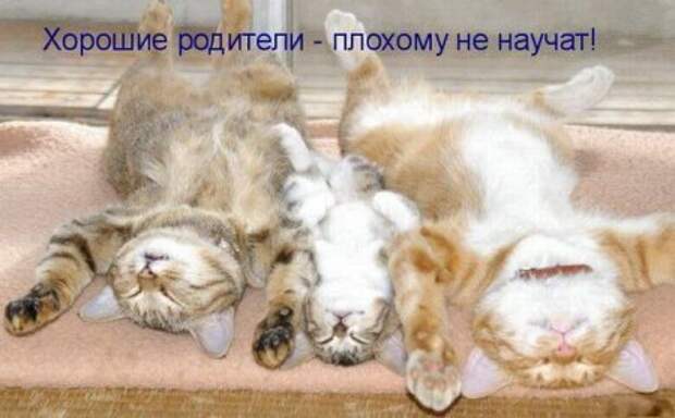 Прикольные картинки, твое хорошее настроение.