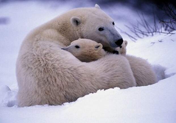 Животный мир: мамы и их малыши - фотографии - белые медведи