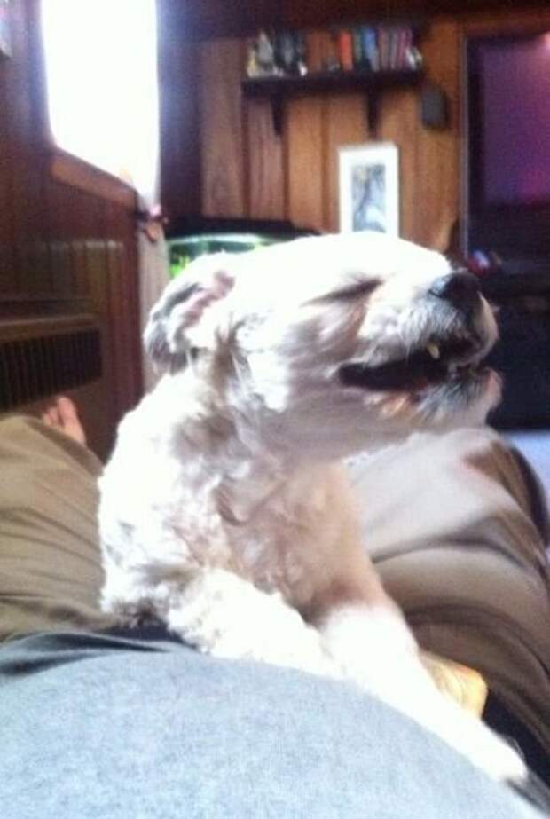 zhivotnye-chihayuschie-kartinki-koshki-sobaki-smeshnye-zhivotnye-kote