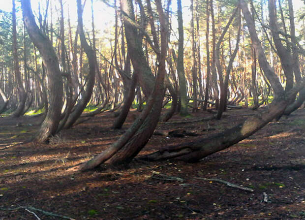 Реконструировать пристань и благоустроить «Танцующий лес» планируют в Шиловском районе