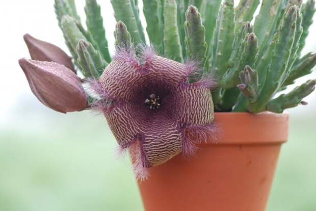 Стапелия крупноцветковая (Stapelia grandiflora)