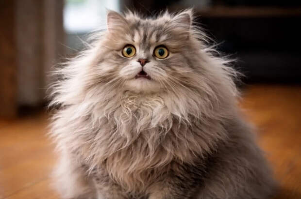 Грумера оштрафовали в США на $20 тысяч за отказ стричь «русского» кота