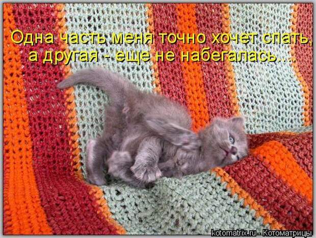 Лучшие котоматрицы недели (50 фото)