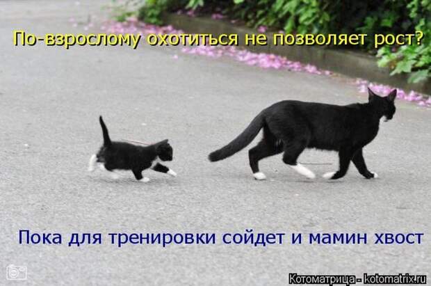 Лучшие котоматрицы недели