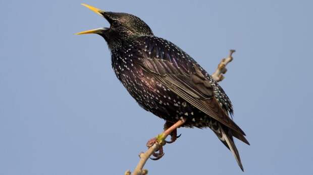 В Петербург начали возвращаться перелетные птицы