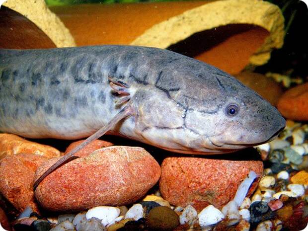 Протоптеры