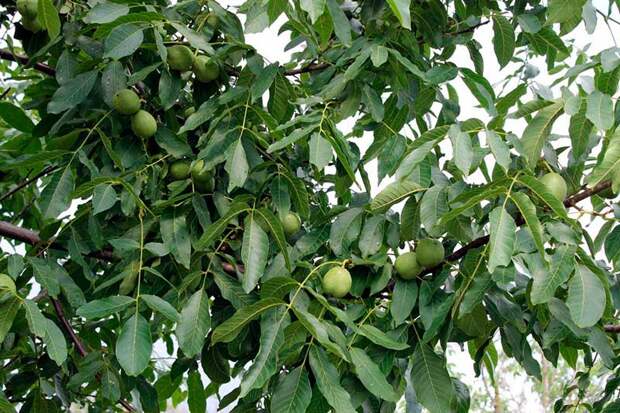 Лекарственное растение Орех грецкий (Juglans regia)