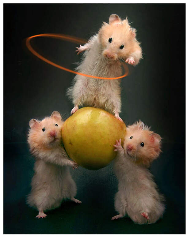 Фотографии хомячков