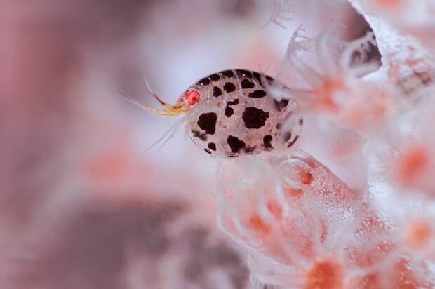 Невероятные победители конкурса океанической фотографии