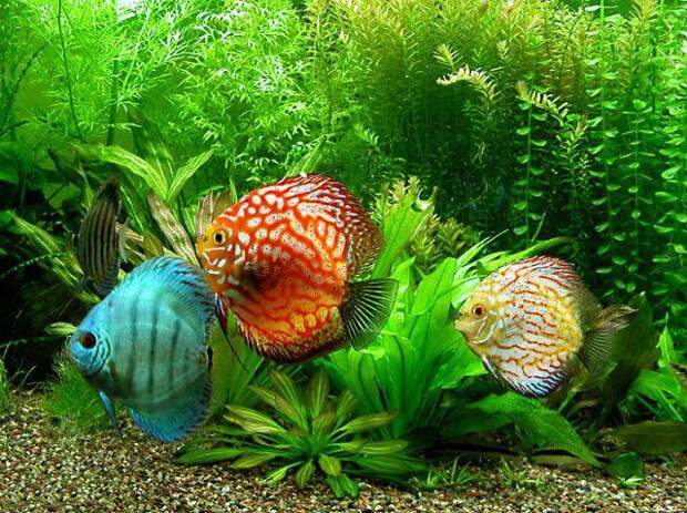 Красивая рыба: виды, названия. Самые красивые рыбы в мире
