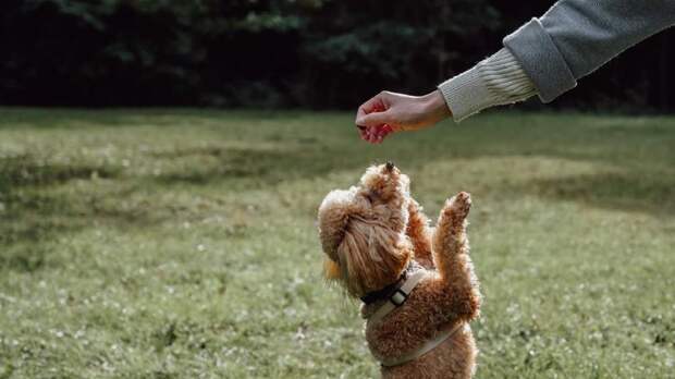 Собак нужно воспитывать по тем же правилам, что и детей: необычные выводы специалистов по поведению животных