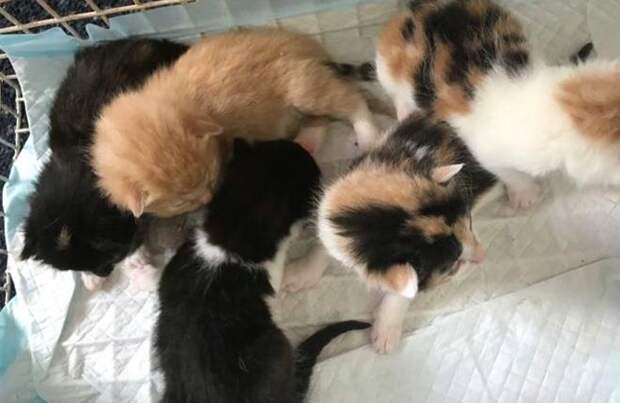 Пять котят Котята лежат