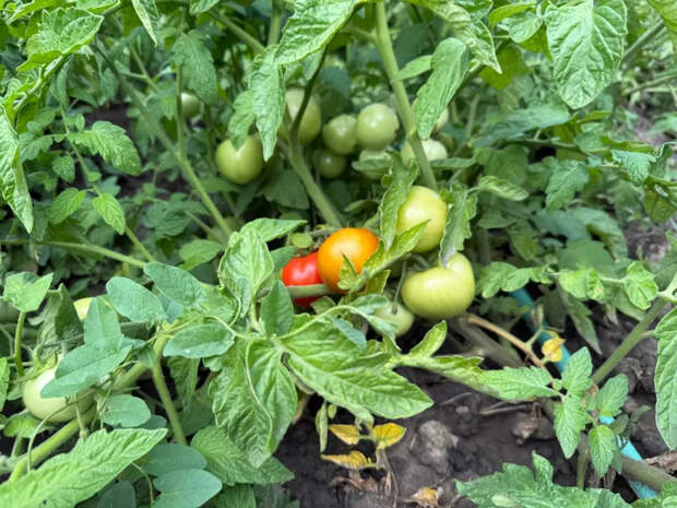 Посадочная лунка для томатов: 3 добавки, от которых кусты не жируют, а заваливают урожаем