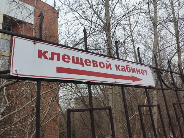 Двух человек госпитализировали в Новосибирской области после укусов клещей