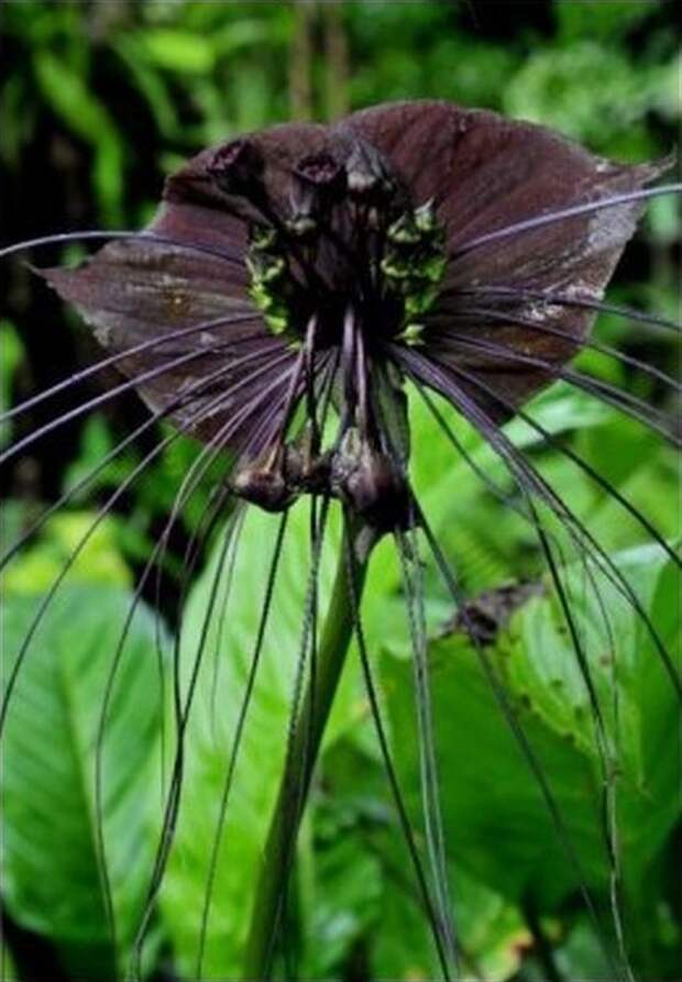creepyplants21 Самые жуткие растения