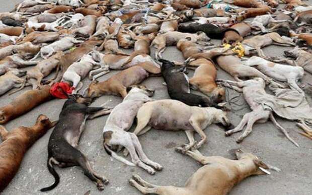 Скандальное фото «убийства собак в России перед ЧМ» оказалось фейком