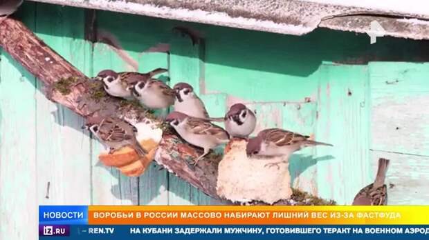 Российские воробьи начали страдать от ожирения из-за фастфуда