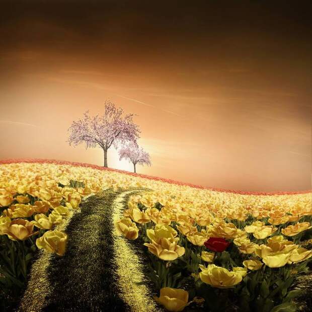 Цветочное поле. Автор: Christine Ellger. 