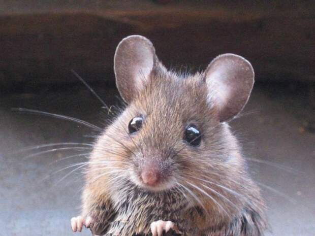 http://animalregister.net/uploads/content_img/mish.jpg