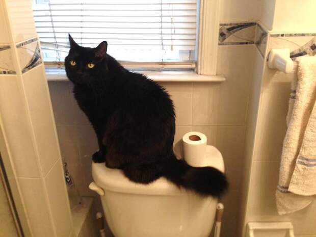 Без кота и жизнь не та