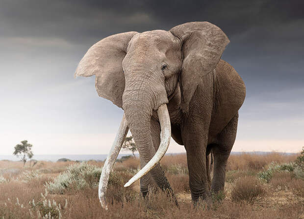 Животные в фотографиях, ч.1