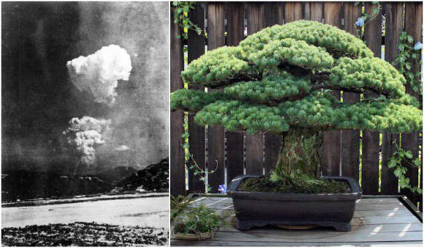 Сосна-бонсай, ставшая свидетелем взрыва в Хиросиме
