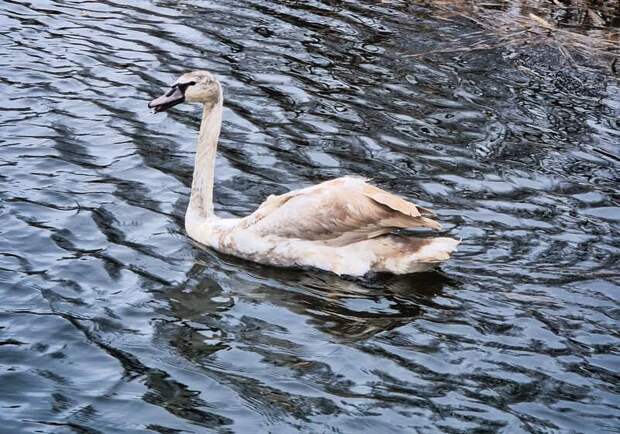 Маленькие лебеди после лечения в смоленском Фонде спасения птиц вернулись на волю (видео)