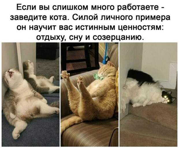Заведите кота )