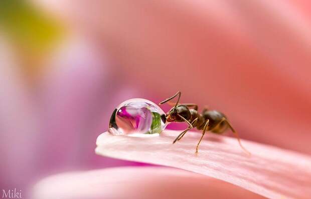 macro-photography-miki-asai-8