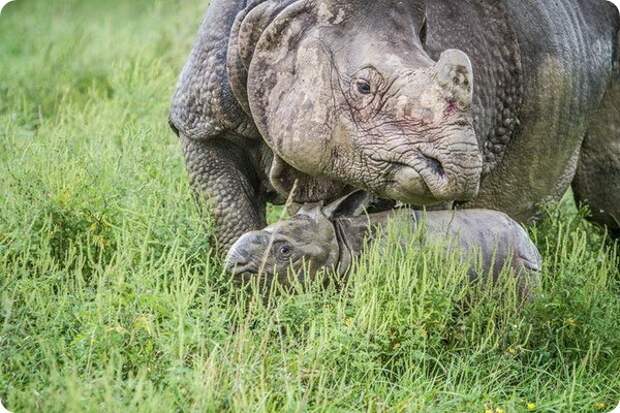 В сафари-парке The Wilds родился индийский носорог