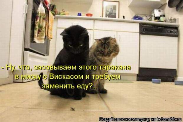 Котоматрицы(картинки с надписями)