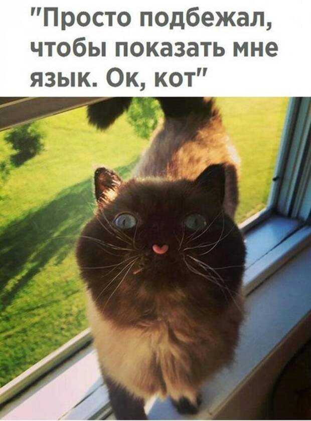 Свежая порция фотомемов (27 шт)