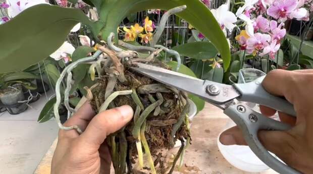 Как помочь загнившим орхидеям